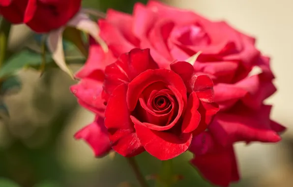 Picture macro, roses, petals, Bud