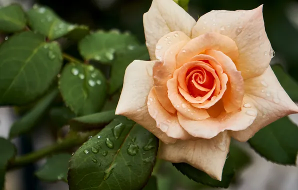 Flower, leaves, drops, macro, rose, garden, cream