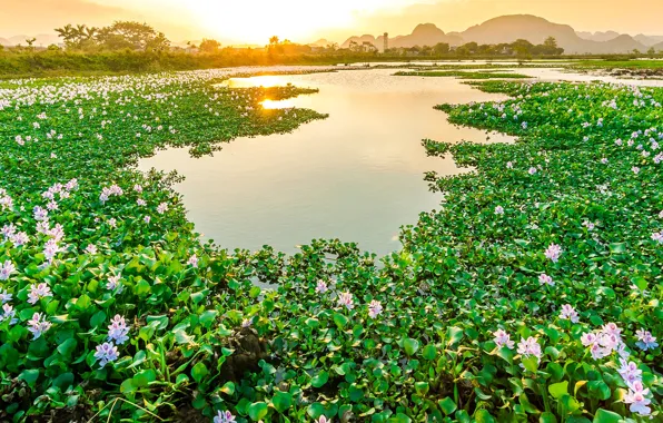 Greens, the sky, leaves, the sun, trees, flowers, mountains, lake