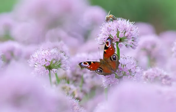 Flowers, bee, butterfly, pink, bokeh, Allium
