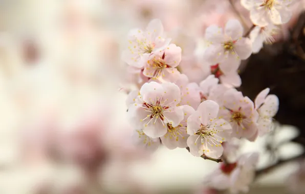 Macro, tree, spring, Sakura