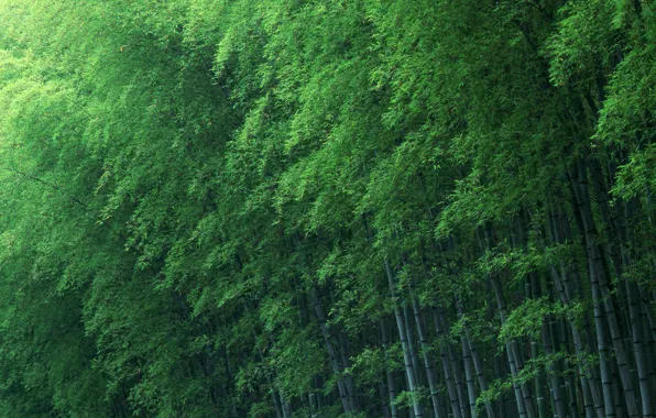Trees, green, bamboo