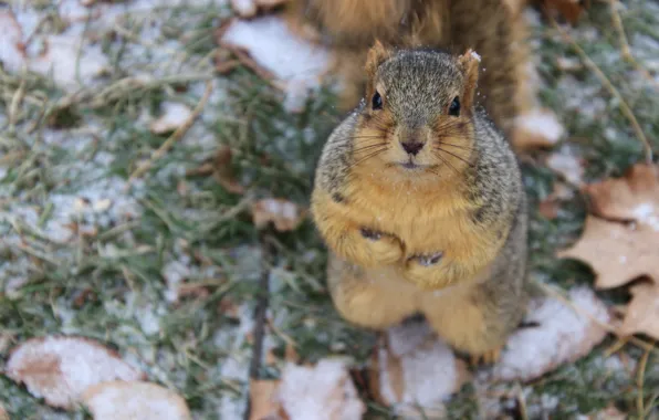Look, protein, stand, rodent, pet