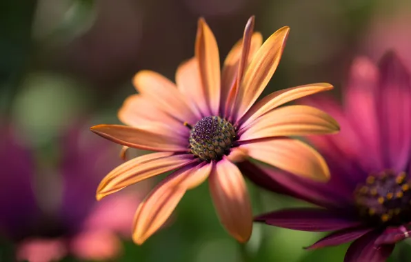 Picture flowers, orange, background, gerbera, Burgundy