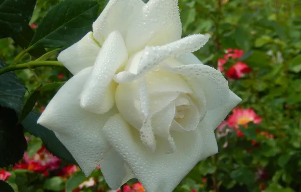 Grass, drops, flowers, widescreen, Wallpaper, roses, wallpaper, widescreen