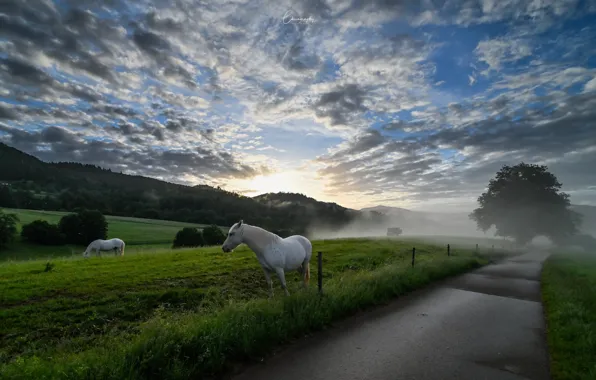 Road, fog, horses