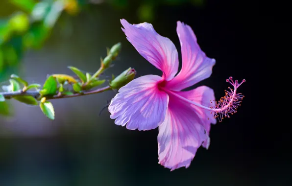 Picture macro, background, pink, petals, Hibiscus