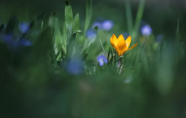 Picture greens, grass, leaves, flowers, yellow, green, background, blue