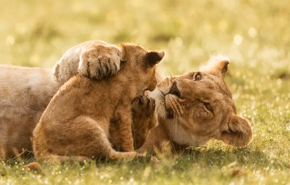 Picture cub, wild cats, lions, lioness, lion, motherhood