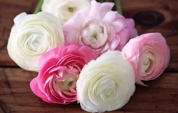Picture flowers, petals, pink, white, buds, buttercups, ranunculus