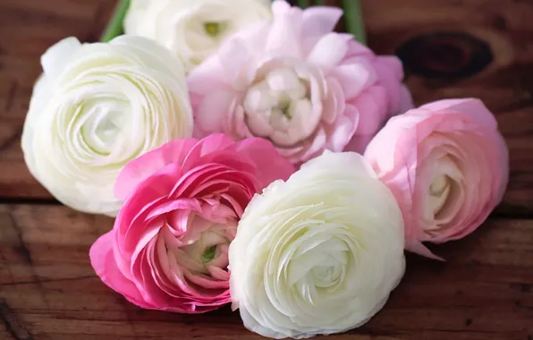 Flowers, petals, pink, white, buds, buttercups, ranunculus