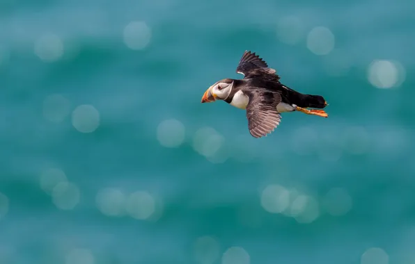 Sea, flight, bird, stalled, pond, bokeh, over the water, turquoise background