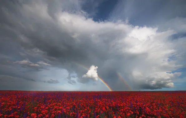 Clouds, beauty, rainbow, space, poppy field, the splendor of colors, Natalia Ageeva