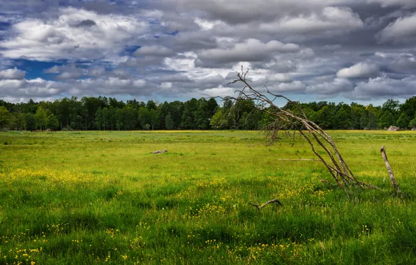 Picture field, trees, flowers, spring, may, Nature, may, flowering