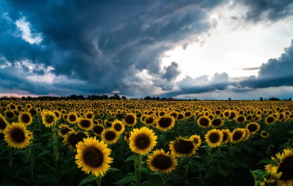 Field, summer, clouds, light, sunflowers, flowers, yellow, clouds