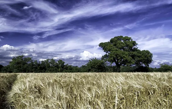 Field, summer, landscape