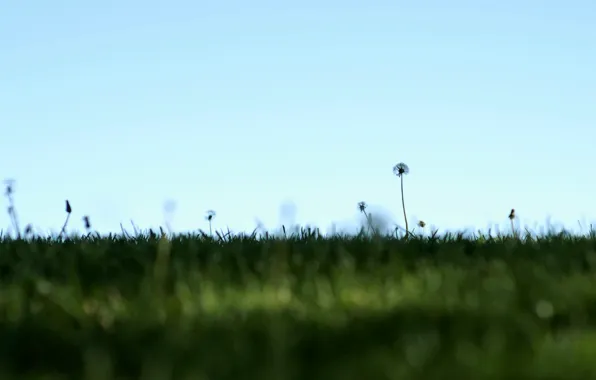 Field, the sky, nature, minimalism, dandelions
