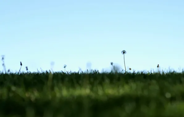 Picture field, the sky, nature, minimalism, dandelions