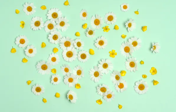 Flowers, background, chamomile, buttercups