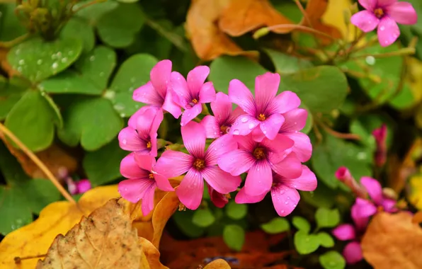 Picture Drops, Drops, Pink flowers, Pink flowers