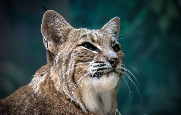 Face, portrait, lynx, wild cat
