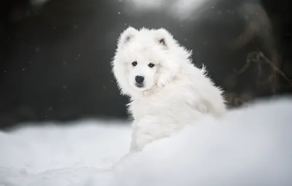 Look, face, snow, dog, Samoyed