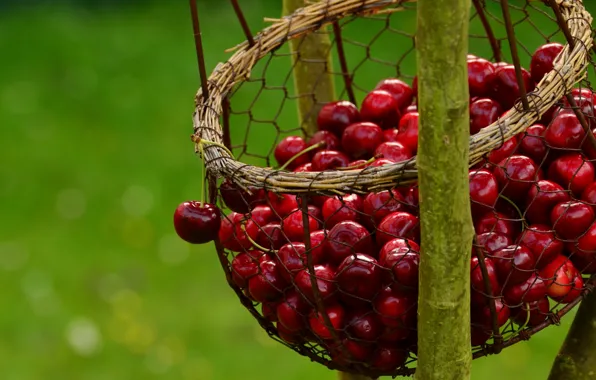 Nature, cherry, berries, mesh, basket, food, branch, harvest