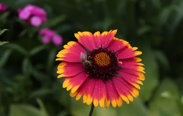 Flowers, Bee, Gaillardia X Grandiflora Arizona Sun, Gaylardiya, Gaylardiya AZ San