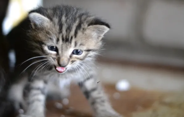 Picture grey, kitty, striped