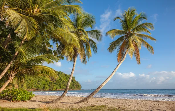 Sea, beach, palm trees, coast, The Caribbean sea, Caribbean Sea, Grenada, Grenada