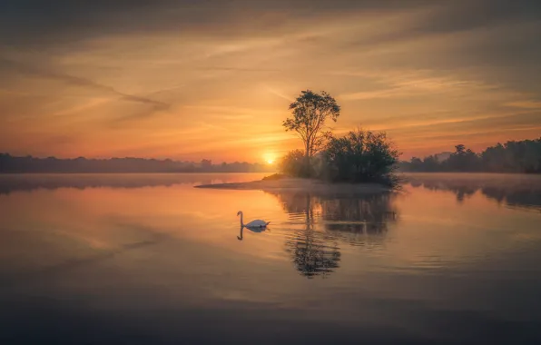 The sky, sunset, lake, reflection, tree, bird, Swan, pond
