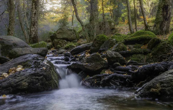 Forest, stones, moss, river