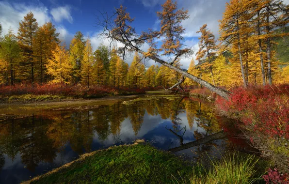 Picture trees, Nature, Kolyma, stream Unknown, Maxim Evdokimov