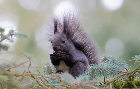 Picture branches, nature, animal, spruce, protein, needles, bokeh, animal