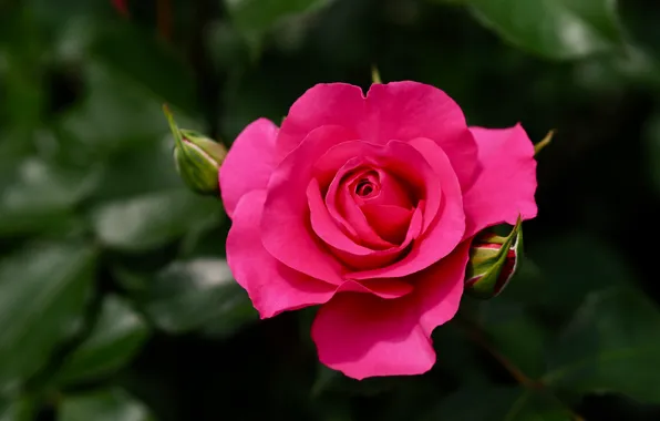 Leaves, flowers, the dark background, bright, roses, pink, buds