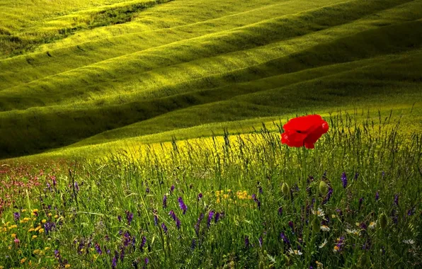 Field, flower, grass, Mac, slope