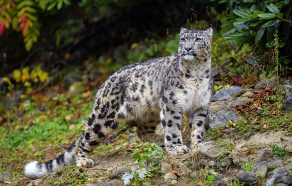 Picture look, nature, stones, rain, IRBIS, snow leopard