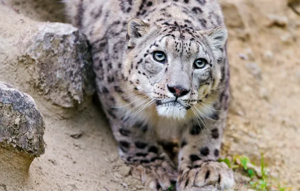 Picture cat, look, face, IRBIS, snow leopard, ©Tambako The Jaguar