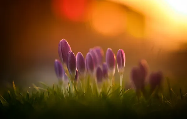 Picture nature, light, flowers