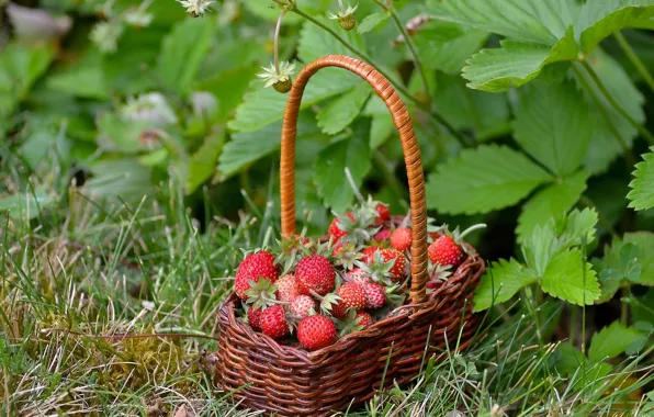 Berries, strawberries, basket