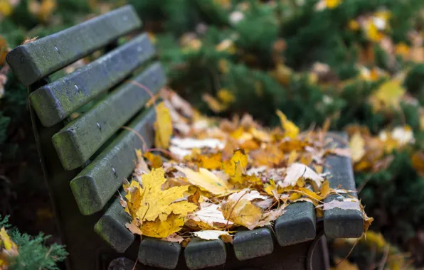 Leaves, nature, autumn bench