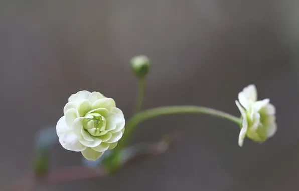 Flowers, background, blur, white, Camellia