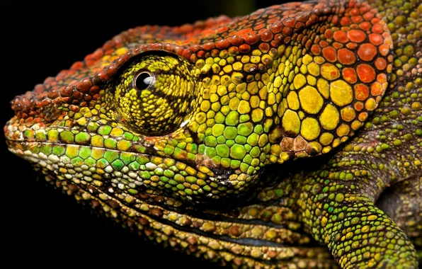 Macro, chameleon, background