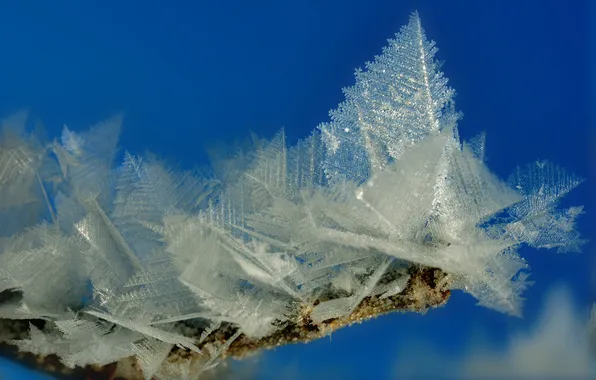 Frost, background, branch, crystals
