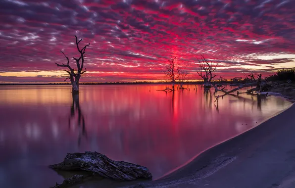 Trees, night, lake