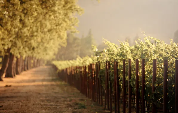 Road, the sky, nature, vineyard