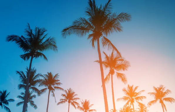 Beach, summer, the sky, sunset, palm trees, shore, summer, beach