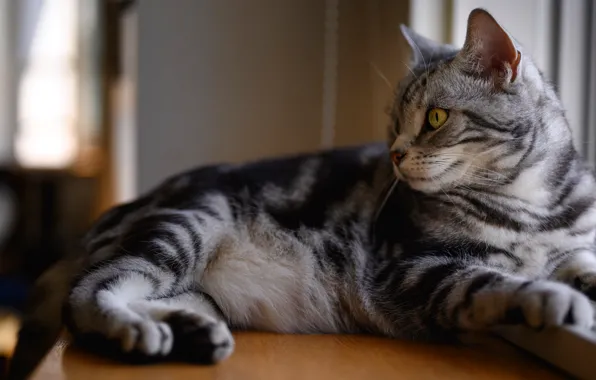 Picture cat, look, pose, lies, grey, window, striped, Scottish