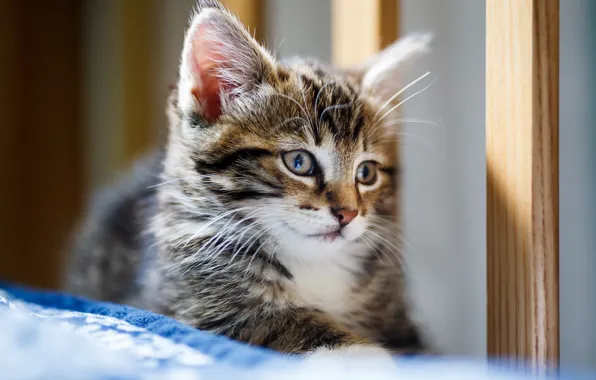 Look, portrait, baby, muzzle, kitty