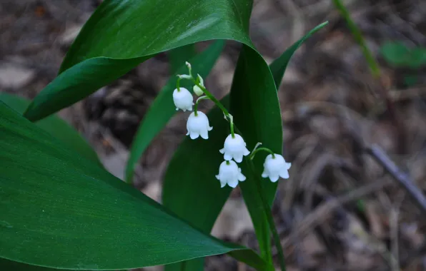 Flowers, earth, bouquet, spring, white, lilies of the valley, Lily of the valley